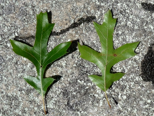 {Quercus georgiana}